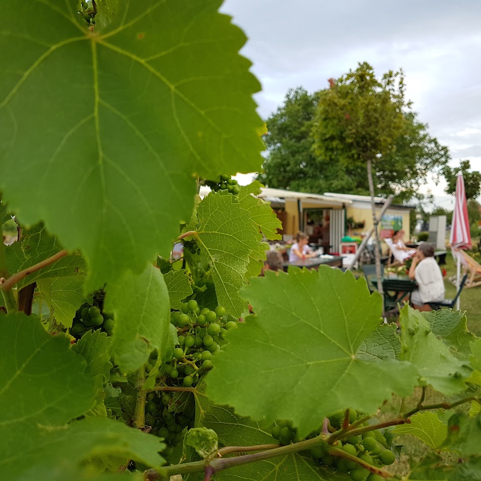 Heurigengarten mit Weingärten in Baden bei Wien