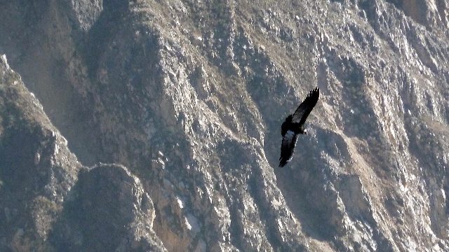 Ein Andenkondor mit ausgebreiteten Flügeln gleitet vor einer steilen, grauen Felswand