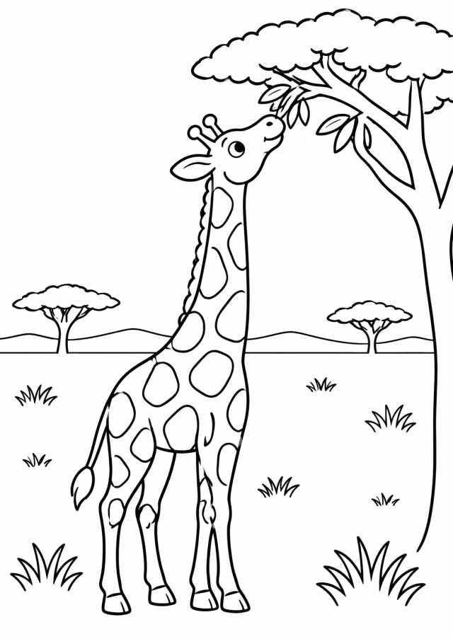 Ausmalbild: eine Giraffe mit großen Flecken streckt den langen Hals zu den Blättern einer Akazie hinauf, im Hintergrund flache Savanne mit zwei kleinen Bäumen und Grasbüscheln