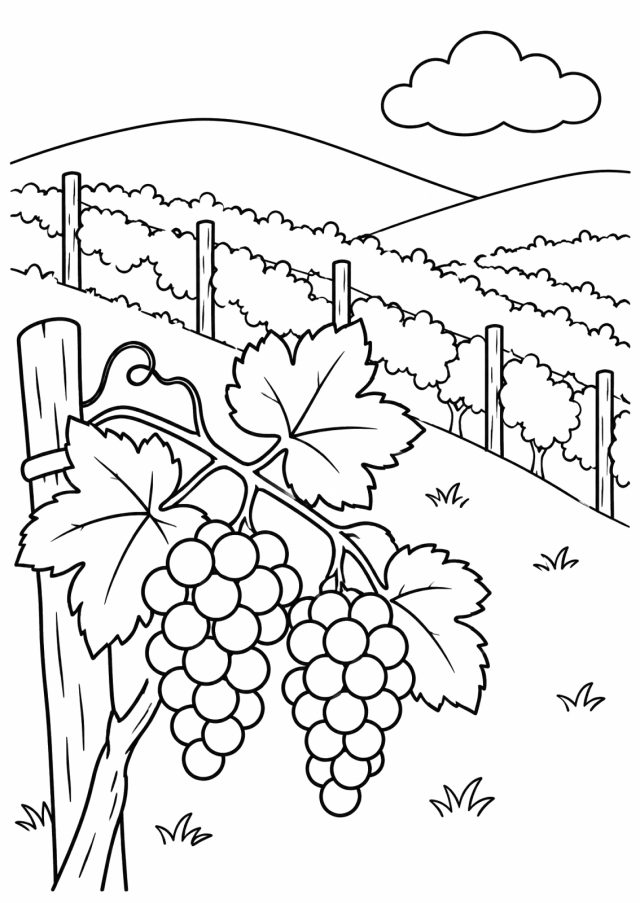 Ausmalbild: vorne eine Rebe an einem Holzpfahl mit zwei großen Weintrauben und breiten Weinblättern, dahinter Rebzeilen an einem Hang, sanfte Hügel und eine Wolke