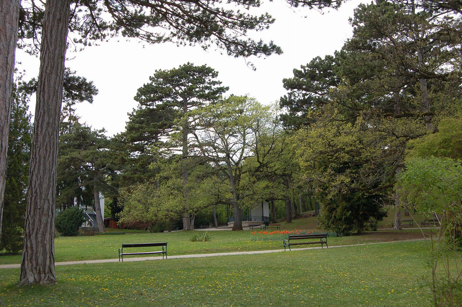 Kurpark Bad Vöslau im Frühling mit Wiese, zwei Parkbänken, hohen Föhren und einem Pavillon im Hintergrund