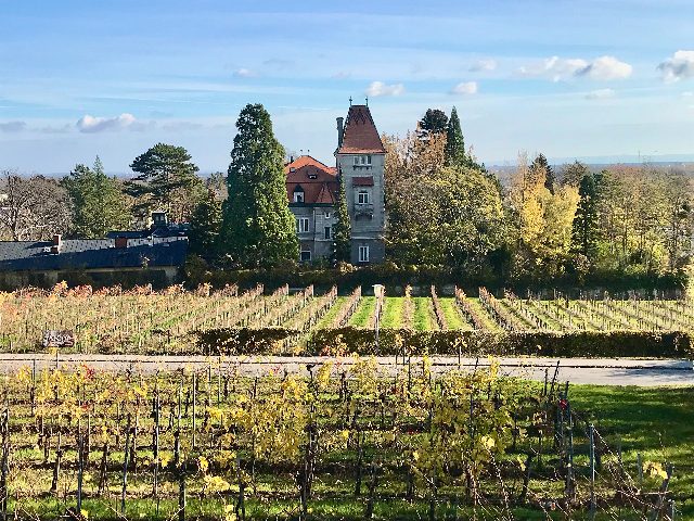 Herbstliche Weingärten am Schlumberger-Wegerl in Bad Vöslau, dahinter eine Villa mit Turm zwischen hohen Bäumen