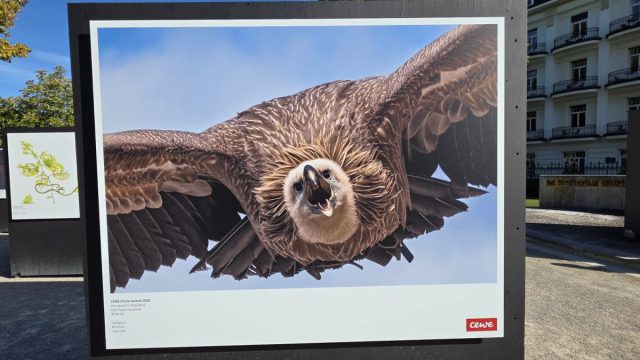 Ausstellungstafel des CEWE Photo Award 2025 im Freien: ein Geier fliegt mit ausgebreiteten Flügeln frontal auf die Kamera zu, Werk „Attacke“, Kategorie Animals; dahinter weitere Tafeln und ein Hotelgebäude