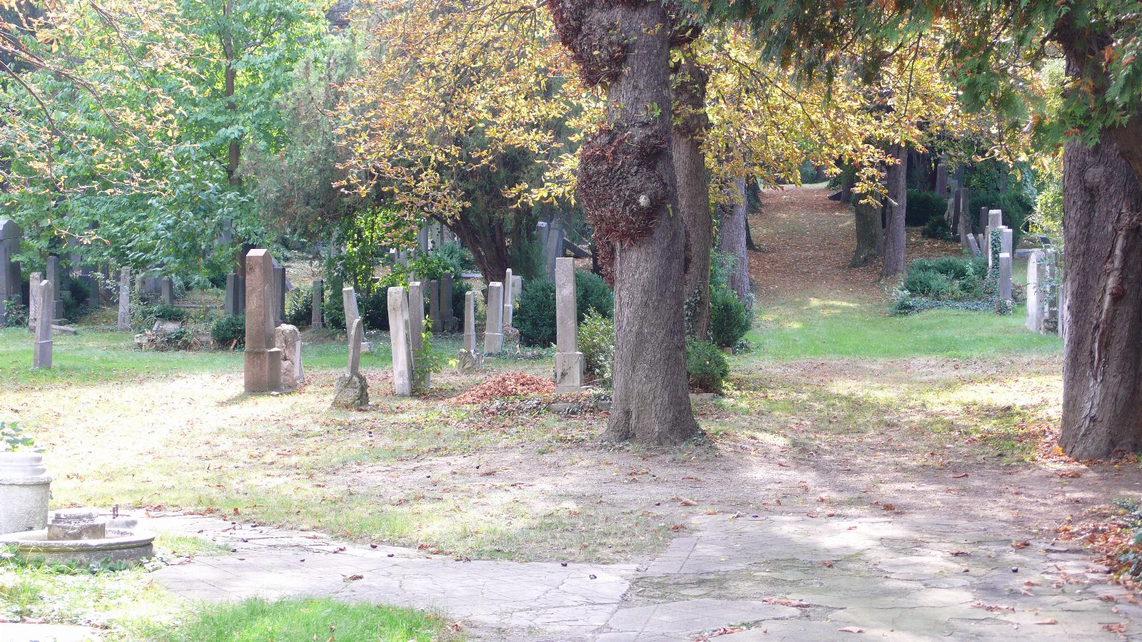 Herbstlicher Friedhof mit alten Grabsteinen in einer Wiese, dicke Baumstämme und ein von Laub bedeckter Weg