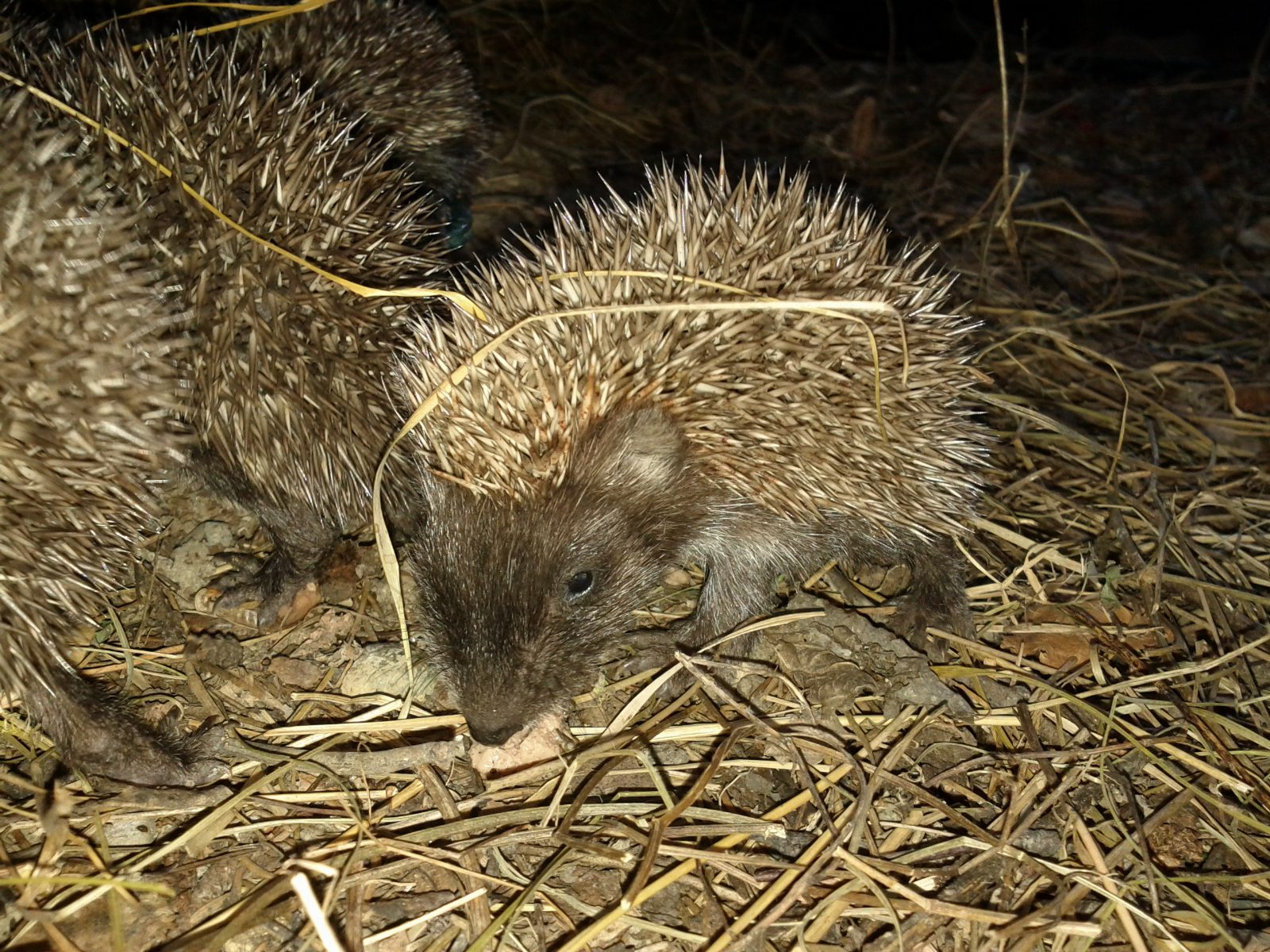 Zwei junge Igel mit hellen Stacheln schnuppern nachts im trockenen Gras