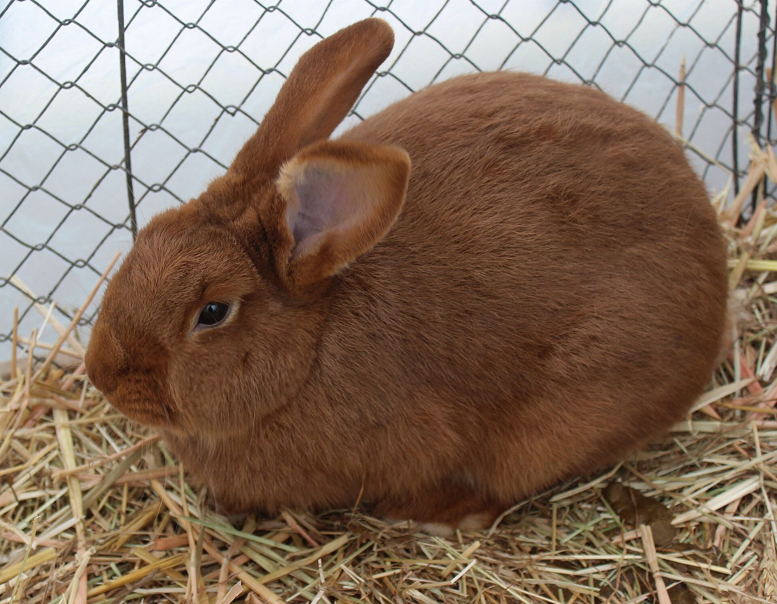 Rotbraunes Kaninchen auf Stroh in einem Ausstellungskäfig mit Maschendraht