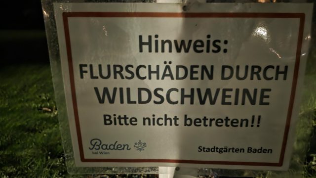 Wildschweinschäden im Kurpark Baden