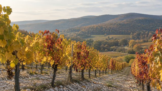 Symbolbild: Rebzeilen mit herbstlich gelb und rot gefärbtem Laub auf einem Hang mit hellem Schotterboden, dahinter bewaldete Hügel im Nachmittagslicht.