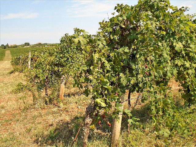 Rebzeile mit Merlot-Stöcken, dunklen Trauben zwischen dichtem Laub und Holzpfählen auf trockenem Boden, aufgenommen in Istrien