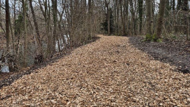 Mit Hackschnitzeln bestreuter Weg durch einen lichten Auwald