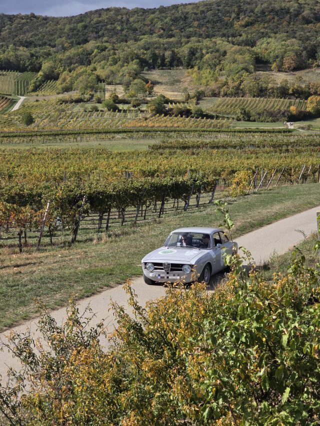 Silberner Alfa Romeo Coupé auf einem schmalen Weg zwischen herbstlich verfärbten Weingärten bei Pfaffstätten, im Hintergrund bewaldete Hänge.