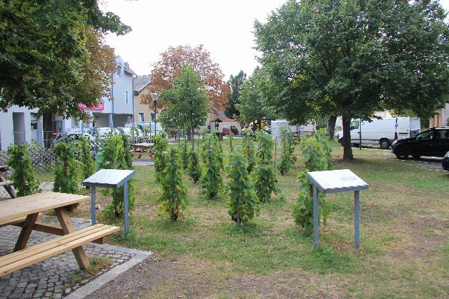 Junge Weinstöcke mit zwei Infotafeln auf einer Wiese in Pfaffstätten, daneben ein Holztisch mit Bänken