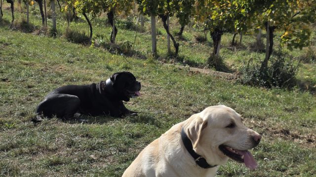 Zwei Hunde am Rand eines Weingartens bei Pfaffstätten, dahinter die herbstlich gelben Rebzeilen und der Anninger