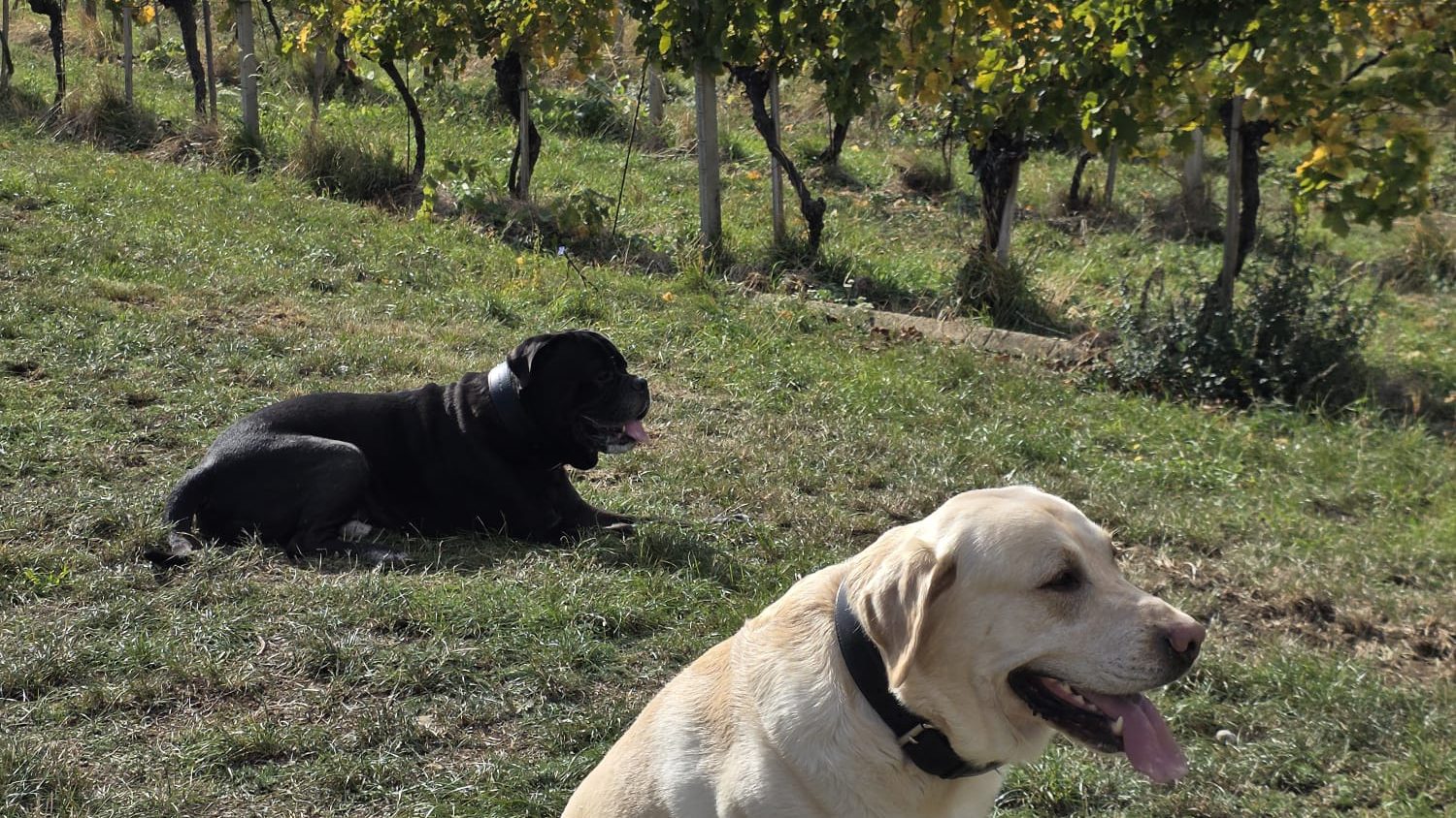 Zwei Hunde am Rand eines Weingartens bei Pfaffstätten, dahinter die herbstlich gelben Rebzeilen und der Anninger