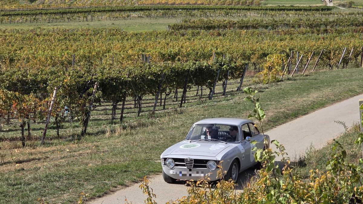 Silberner Alfa Romeo Oldtimer auf einem Weg durch herbstlich gelbe Weingärten bei Pfaffstätten.