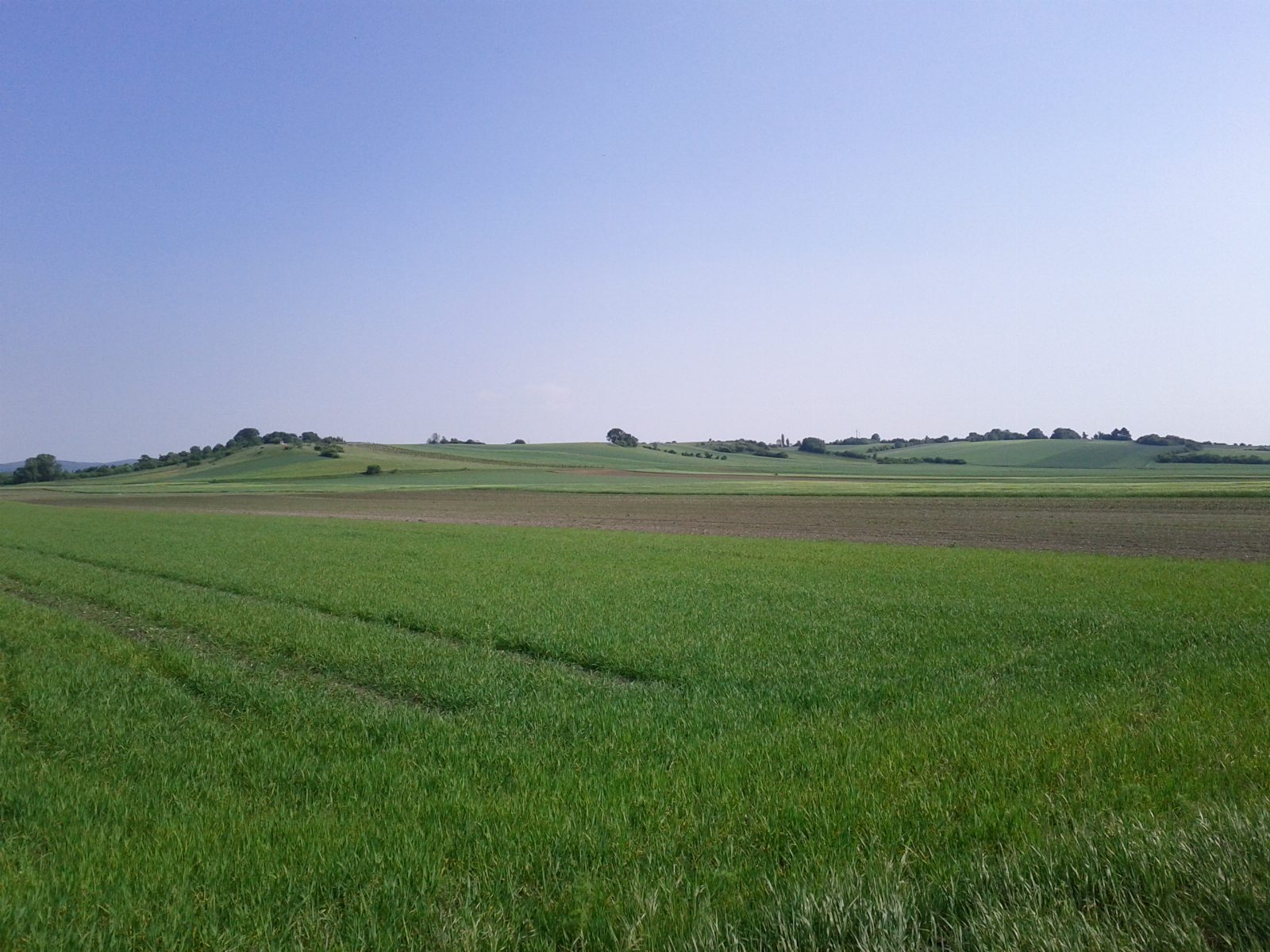 Grüne Felder unter blauem Himmel, am Horizont ein flacher Hügel mit Bäumen