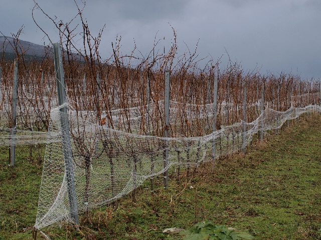 Rebzeile in einem Weingarten bei Sooß im Winter: kahle Rebstöcke an Metallpfählen, darüber hängen weiße Vogelschutznetze, im Hintergrund dunkle Wolken