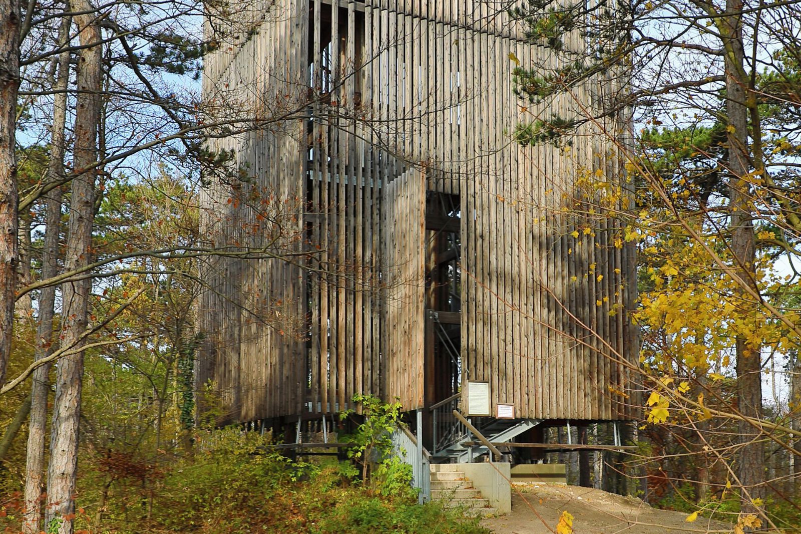Die Theresienwarte bei Baden, ein Turm aus senkrechten Holzlatten zwischen Föhren, davor ein Weg mit gelbem Herbstlaub