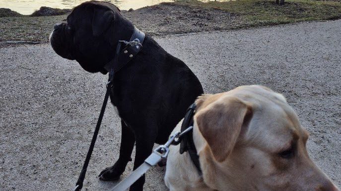 Zwei Hunde an der Leine auf einem Parkweg: ein schwarzer und ein heller Labrador