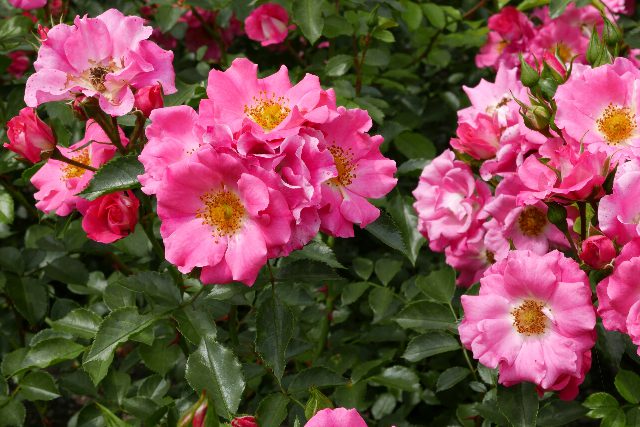 Rosa Rosenblüten der Sorte UNICEF Rose mit gelber Mitte zwischen dunkelgrünem Laub im Rosarium Baden