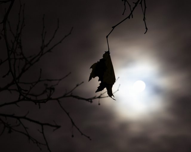 Vollmond hinter Wolken, davor ein kahler Ast mit einem einzelnen vertrockneten Blatt