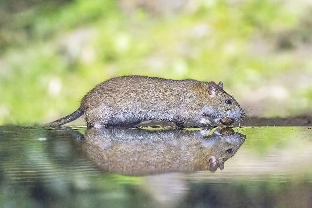 Wanderratte mit einer Nuss im Maul läuft an einer Wasserfläche entlang und spiegelt sich darin