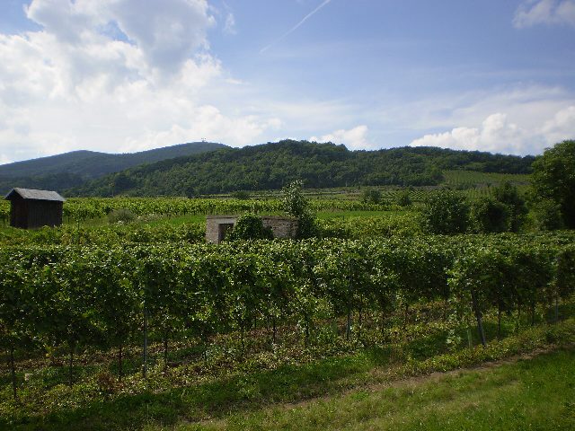 Weingärten in Gumpoldskirchen mit einer Holzhütte und einem kleinen Ziegelbau zwischen den Rebzeilen, dahinter der bewaldete Anninger