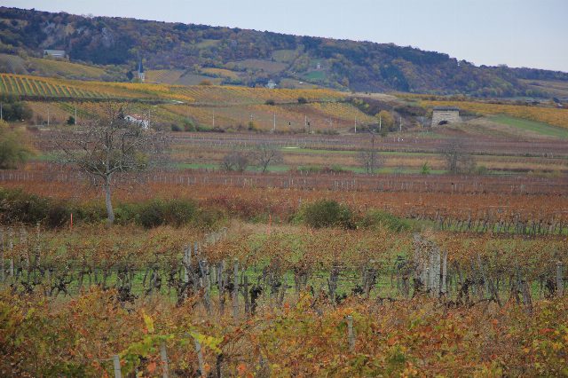 Herbstlich rot und gelb gefärbte Weingärten in der Ebene, dahinter bewaldete Hügel mit weiteren Rebzeilen und einem Kirchturm