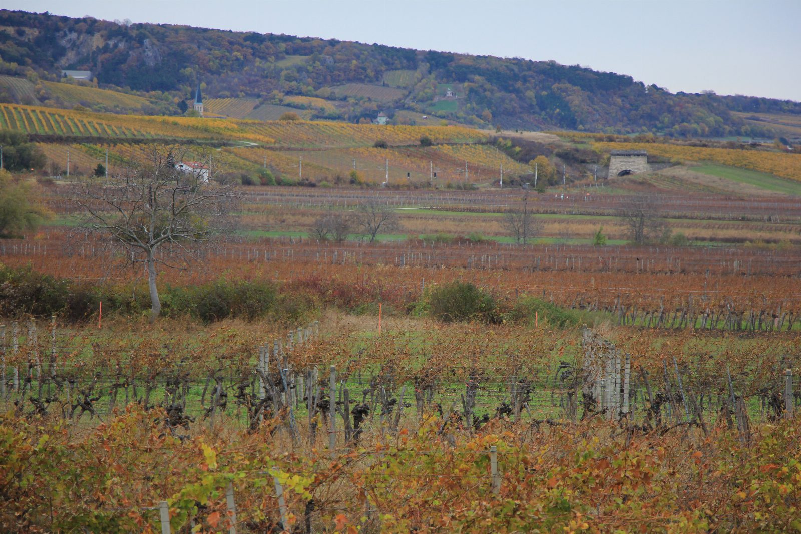 Herbstlich rot und gelb gefärbte Weingärten in der Ebene, dahinter bewaldete Hügel mit weiteren Rebzeilen und einem Kirchturm
