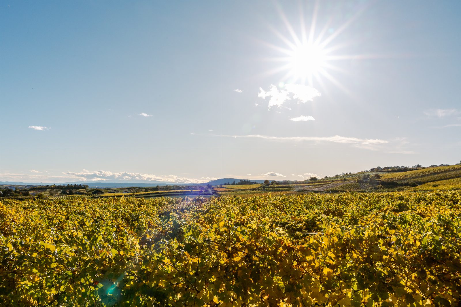 Weingarten mit gelb gefärbtem Herbstlaub, dahinter sanfte Hügel mit Rebzeilen, Sonne am blauen Himmel