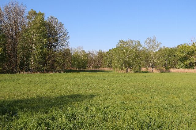 Grüne Feuchtwiese im Frühjahr, umgeben von Laubbäumen und Schilf, darüber blauer Himmel