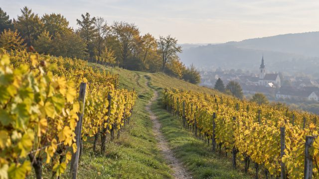 Symbolbild: ein Wiesenweg führt zwischen gelben Weinreben einen Hügel hinauf, im Dunst dahinter die Dächer eines Ortes mit Kirchturm