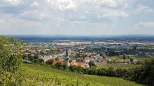 Blick über Weingärten auf Gumpoldskirchen: im Vordergrund Rebzeilen an einem Hang, in der Ortsmitte der grüne Turm der Pfarrkirche, dahinter die Ebene unter Wolken